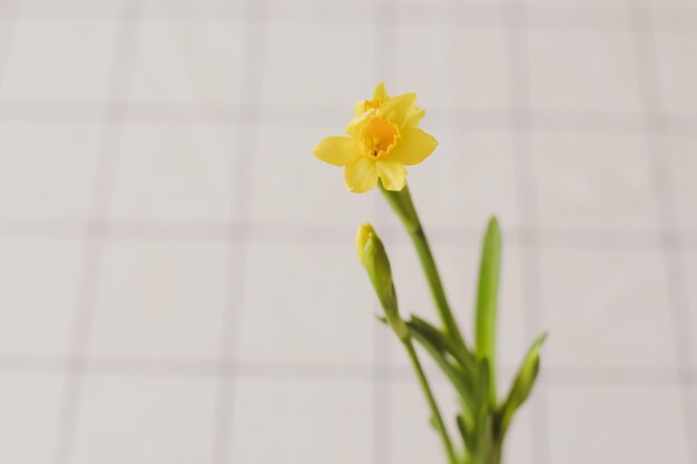 Schöne blühende frische gelbe Narzisse isoliert Frühlings-Oster-Tapete