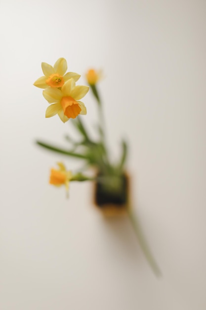 Schöne blühende frische gelbe Narzisse isoliert Frühlings-Oster-Tapete