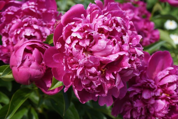 Schöne blühende Frottee-Rosa-Pfingstrosen-Blumennahaufnahme im Garten