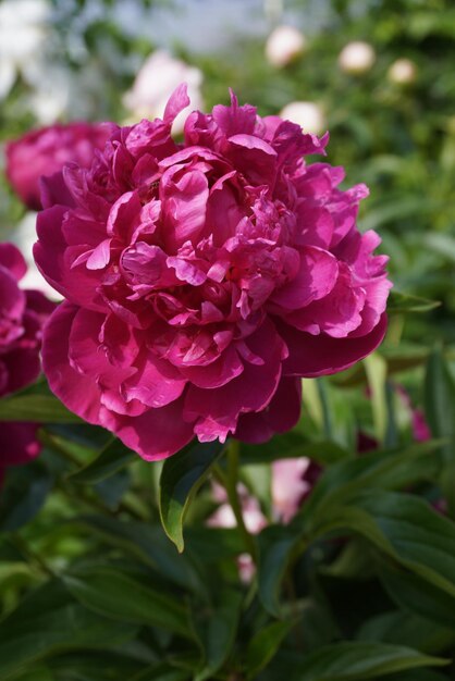 Schöne blühende Frottee-Rosa-Pfingstrosen-Blumennahaufnahme im Garten