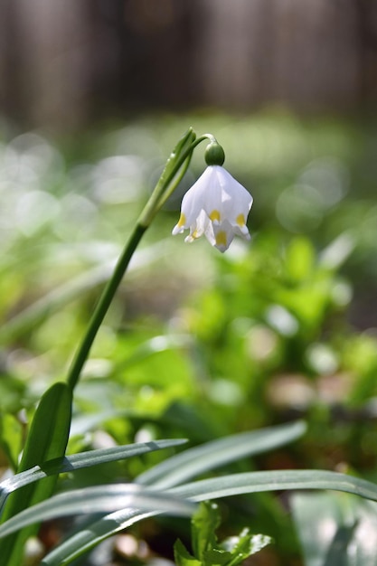 Schöne blühende Frühlingsschneeflockenblumen leucojum vernum carpaticum