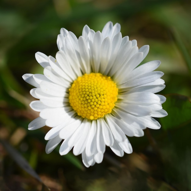 Schöne blühende Gänseblümchen im Frühjahr MeadowAbstract der Hintergrund jedoch unscharf Frühling Fotos alte Linse