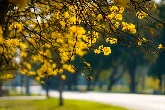 Schöne blühende gelbe goldene Tabebuia Chrysotricha blüht mit dem Park im Frühlingstag am Abendhintergrund in Thailand.