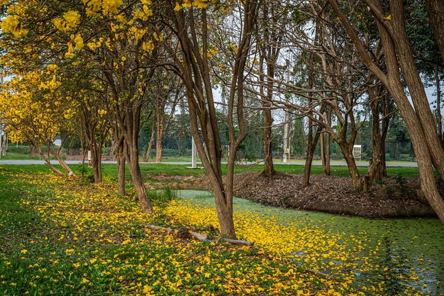 Schöne blühende gelbe goldene tabebuia chrysotricha blumen der gelben trompete, die mit dem park am frühlingstag im gartenhintergrund in thailand blühen
