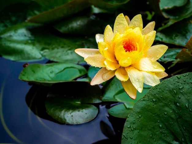 Schöne blühende gelbe Seerose oder Lotusblume mit vielen Wassertropfen bedeckt, nachdem sie auf grüne Lotusblätter und tiefblaues Wasser geregnet hat.