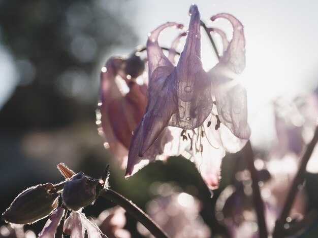 Schöne, blühende Glockenblume