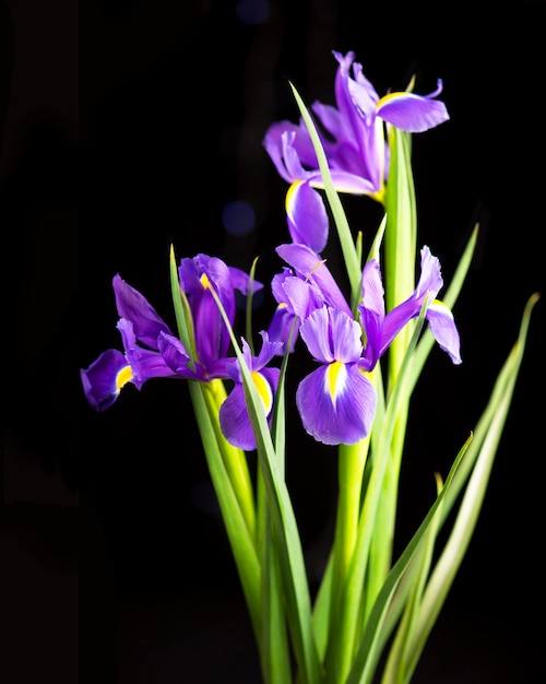Schöne blühende Iris auf einem schwarzen Hintergrund