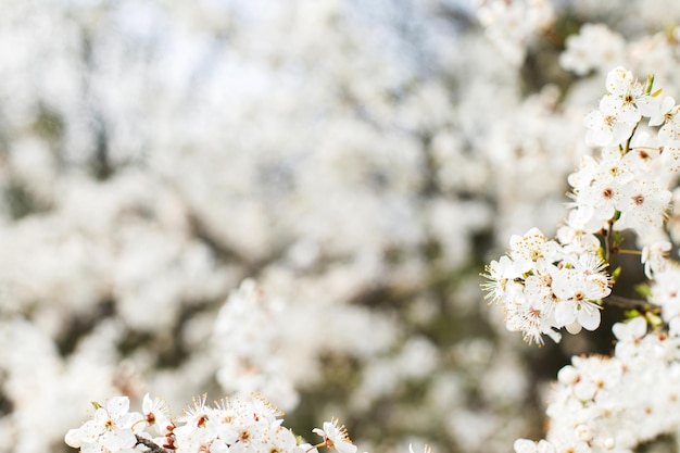 Schöne blühende Kirsche weiße Blumen im Garten Frühlingsblüten Blühende Kirschbaumzweige im sonnigen Obstgarten Floraler Hintergrund Platz für Text