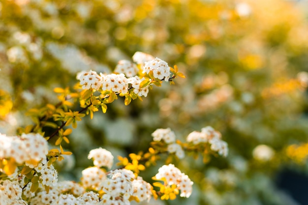 Schöne blühende kleine weiße Blüten in prächtigen Büscheln