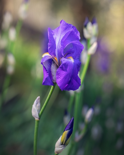 schöne blühende Knospe der lila Irisblume