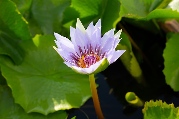 Schöne blühende lila Lotusblume mit Blättern Seerosenteich