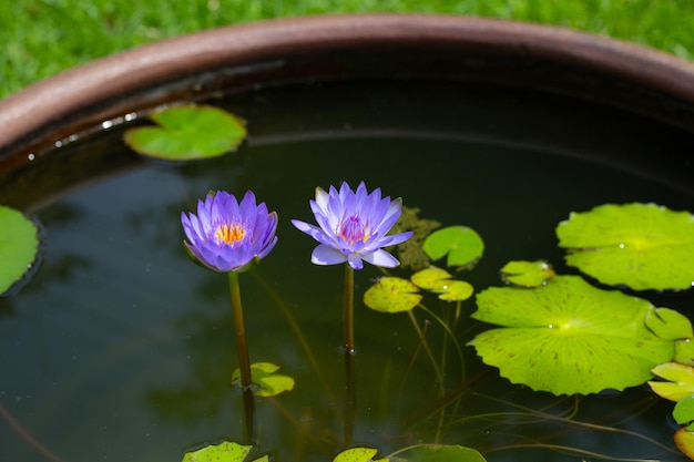 Schöne blühende Lotusblume mit Blättern Lila Seerose