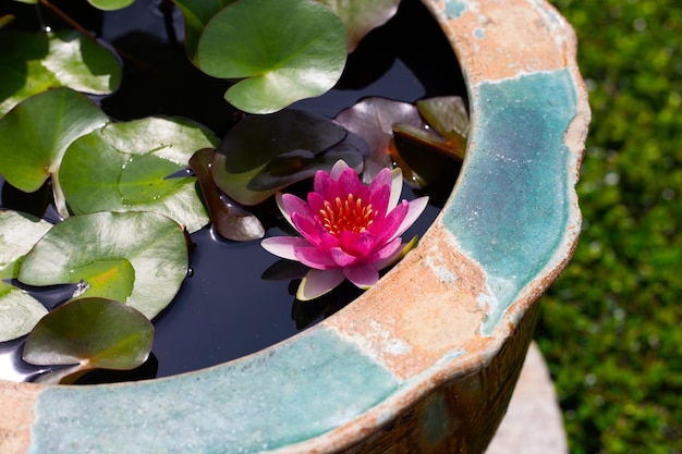 Schöne blühende Lotusblume mit Blättern Rosa Seerosenteich