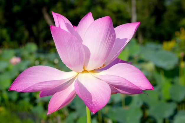 Schöne blühende Lotusblume mit Blättern Seerosenteich
