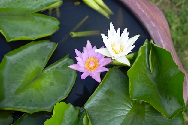 Schöne blühende Lotusblume mit Blättern Seerosenteich