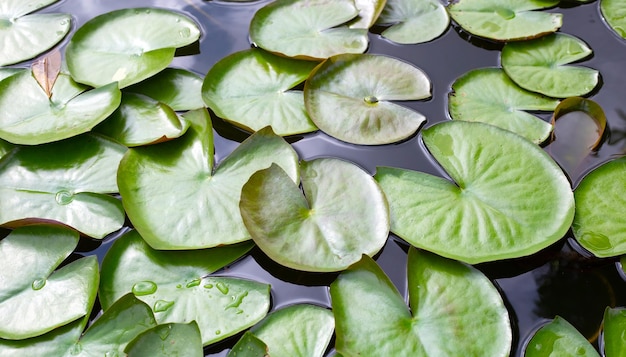 Schöne blühende Lotusblume mit Blättern Seerosenteich