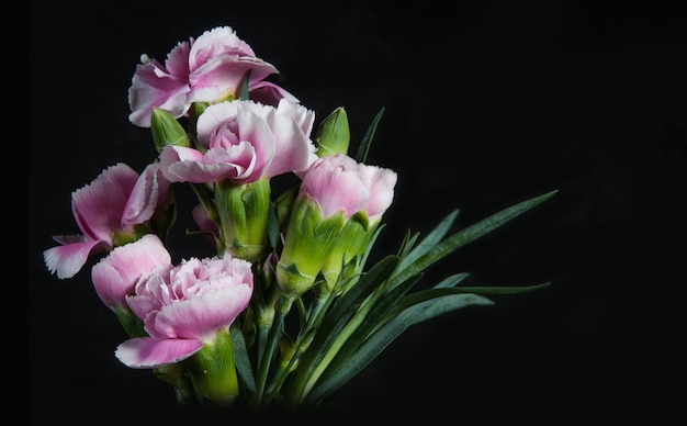 schöne blühende Nelkenblume auf einem schwarzen Hintergrund