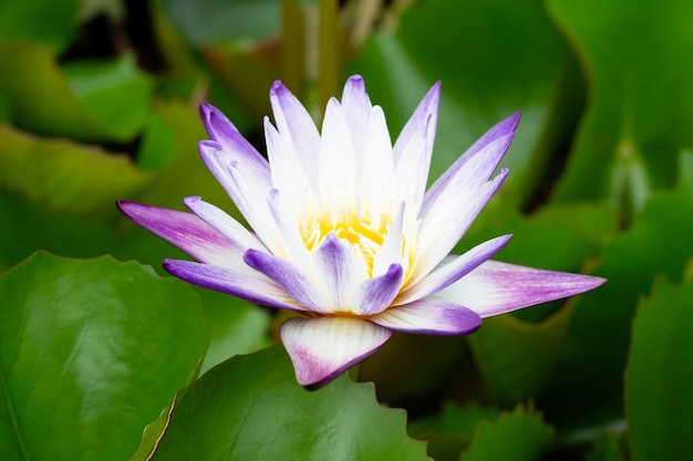 Schöne blühende Nymphaea-Lotusblume mit Blättern Seerosentopf