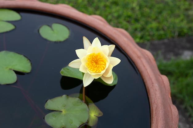 Schöne blühende Nymphaea-Lotusblume mit Blättern Seerosentopf