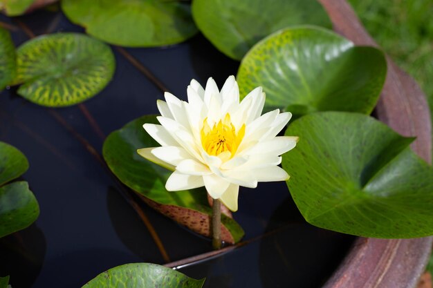 Schöne blühende Nymphaea-Lotusblume mit Blättern Seerosentopf