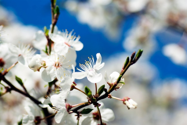 Schöne blühende Obstbaumnahaufnahme