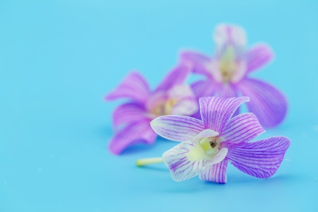 Schöne blühende Orchidee auf blauem Hintergrund