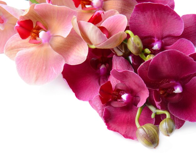 Schöne blühende Orchidee, isoliert auf weiss