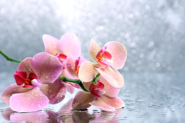 Schöne blühende Orchidee mit Wassertropfen auf hellem Hintergrund