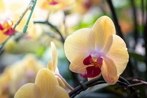 Schöne blühende Orchideen im Wald