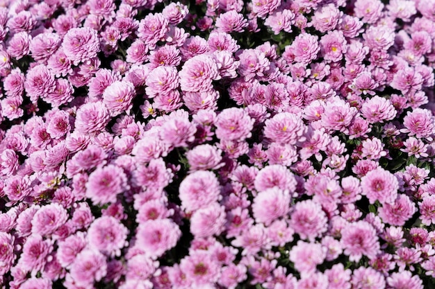 Schöne blühende rosa Chrysanthemen. Hintergrund für Design.