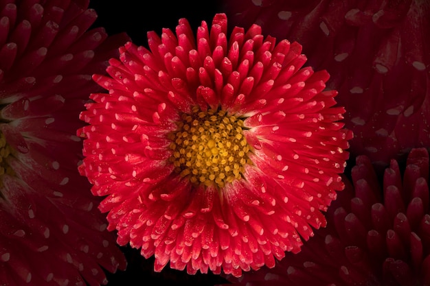 Schöne blühende rosa Gerbera-Gänseblümchenblume auf schwarzem Hintergrund Nahaufnahmefoto