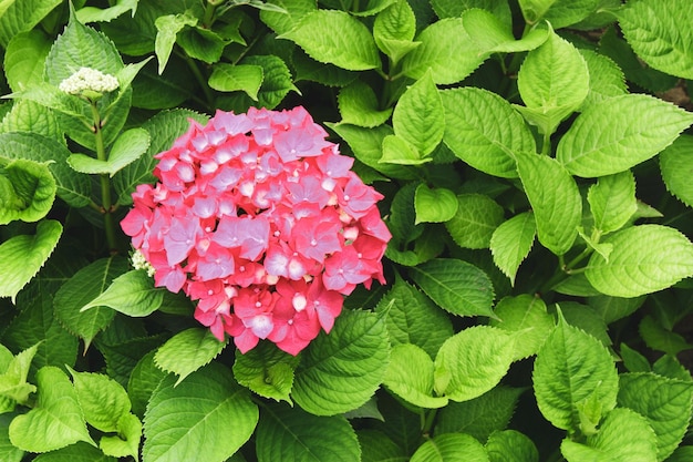 Schöne blühende rosa Hortensie