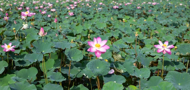 Schöne blühende rosa Lotusblume mit Blättern Seerosenteich