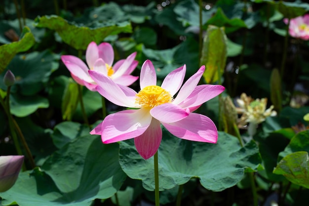 Schöne blühende rosa Lotusblume mit Blättern Seerosenteich