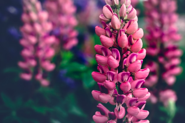 Schöne blühende rosa Lupinenblumen