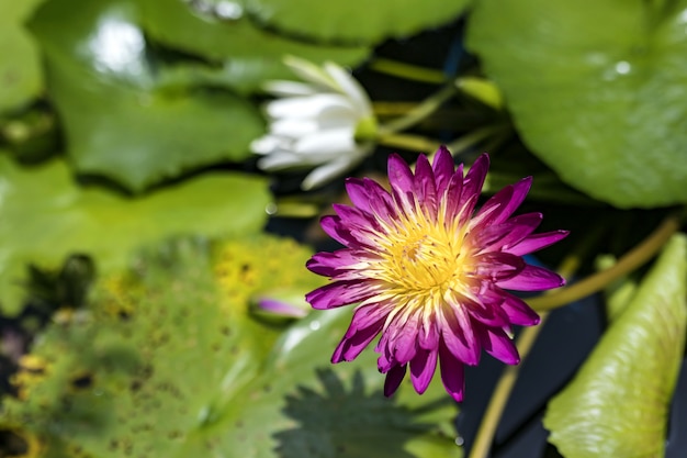 Schöne blühende rosa Seerose (Lotus)