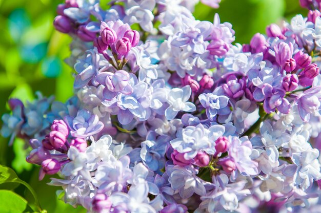 Schöne blühende samt lila lila Blumen schließen sich an einem sonnigen Frühlingstag in einem Garten