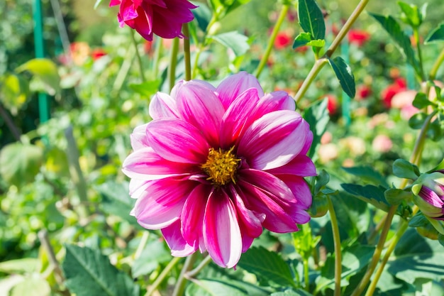 Schöne blühende Sommerblumendahlien