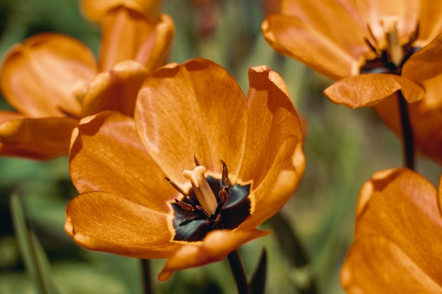 Schöne blühende Tulpen im Garten Selektiver weicher Fokus Getöntes Foto