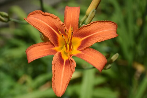 Schöne blühende und blühende Orangenlilie im Sommer