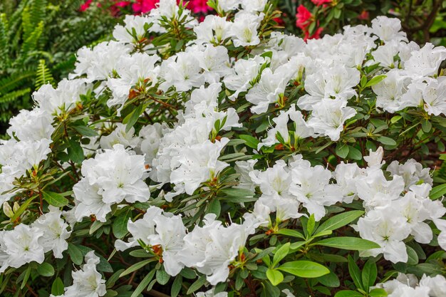 Foto schöne, blühende weiße azalea-büsche