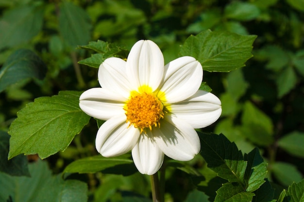 Schöne blühende weiße Dahlienblume auf einem Hintergrund von grünen Blättern an einem sonnigen Herbsttag