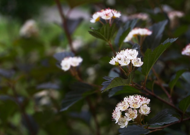 Schöne blühende weiße Spirea-Blumen Weiße Frühlingsblumen 2