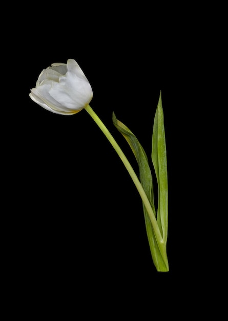 Schöne blühende weiße Tulpenblume auf einem schwarzen Hintergrund