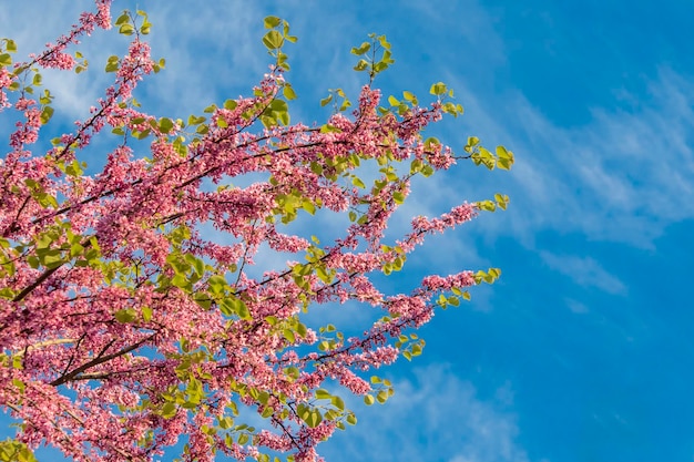 Schöne blühenden Baum