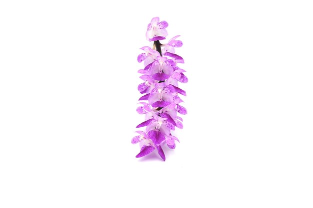 Schöne Blüte Aerides multiflora Roxb auf weißem Hintergrund