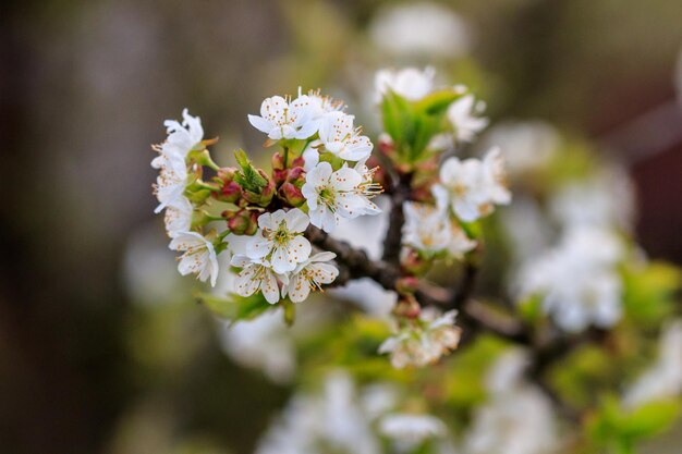 Schöne Blüte der Obstbaumkirsche