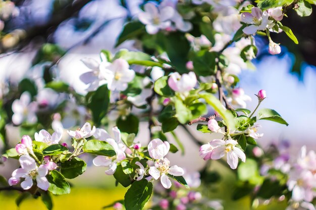 Foto schöne blüte im frühling, zarte blüten, makro