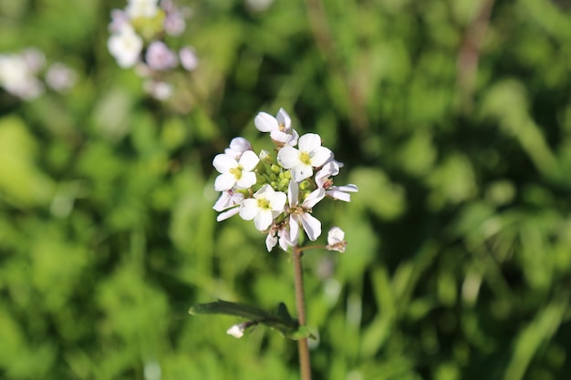 schöne blüte im unscharfen himmelblauen und grünen blattnaturhintergrund