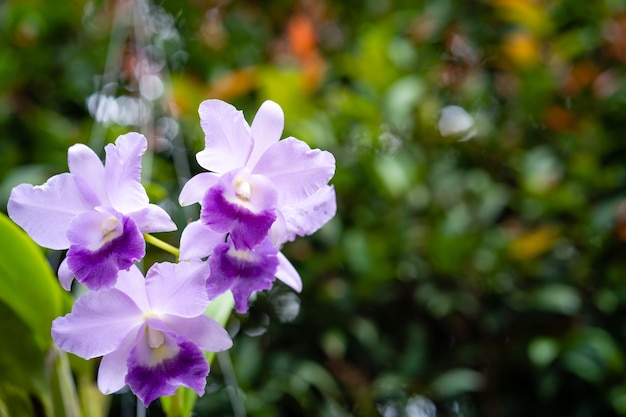Schöne Blüte Violet Cattleya gegen Natur Hintergrund